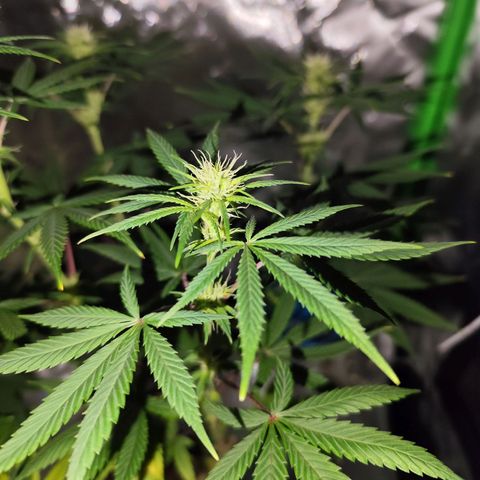 OG Kush growlog timeline photo