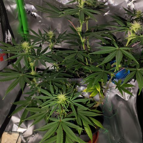 OG Kush growlog timeline photo