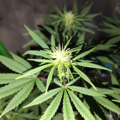 OG Kush growlog timeline photo