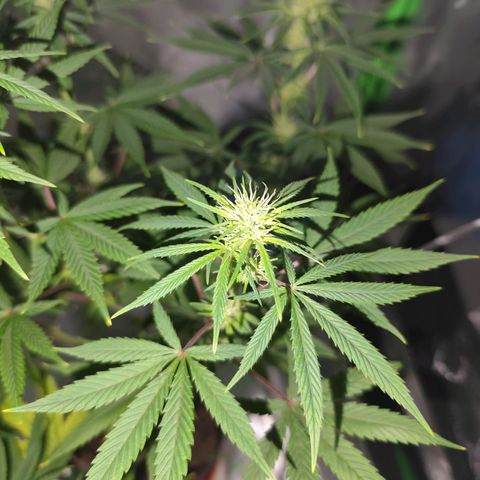 OG Kush growlog timeline photo