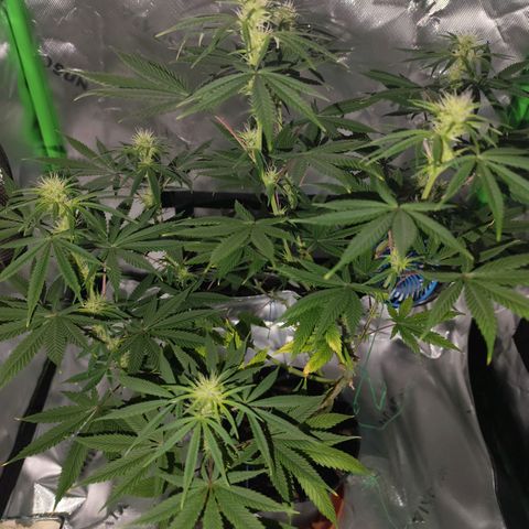OG Kush growlog timeline photo