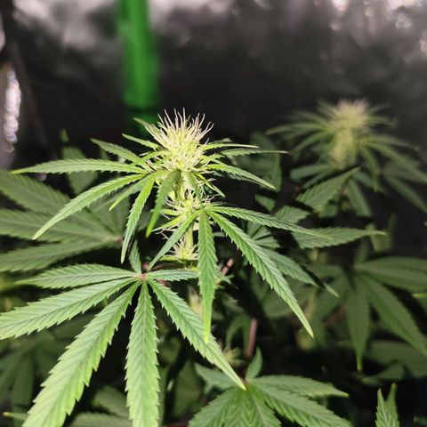 OG Kush growlog timeline photo