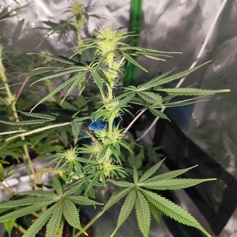 OG Kush growlog timeline photo
