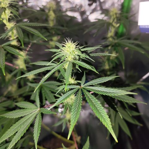 OG Kush growlog timeline photo