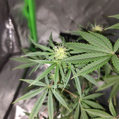 OG Kush growlog timeline photo