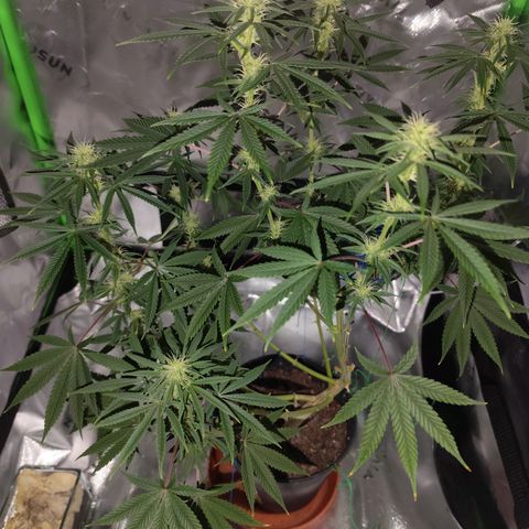 OG Kush growlog timeline photo