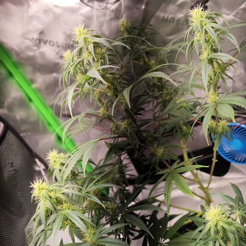 OG Kush growlog timeline photo