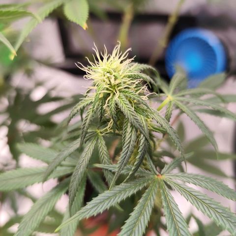 OG Kush growlog timeline photo