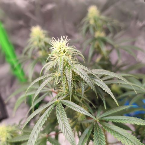 OG Kush growlog timeline photo