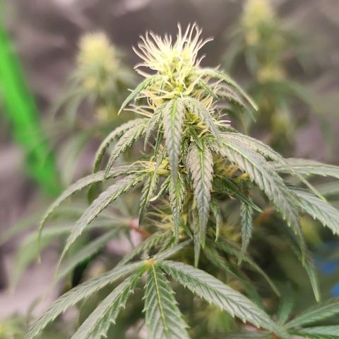 OG Kush growlog timeline photo
