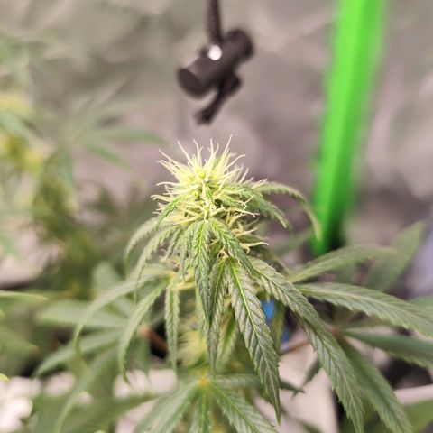 OG Kush growlog timeline photo