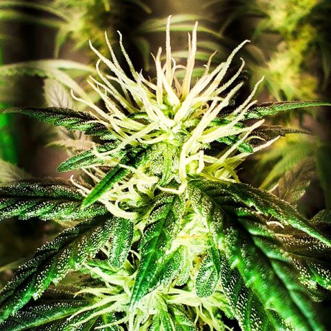 OG Kush growlog timeline photo