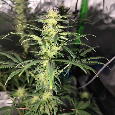 OG Kush growlog timeline photo