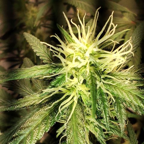 OG Kush growlog timeline photo