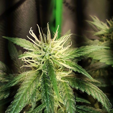 OG Kush growlog timeline photo