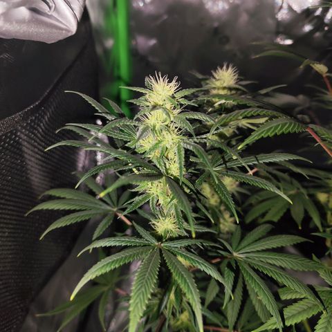 OG Kush growlog timeline photo