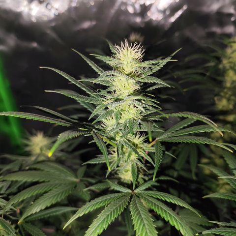 OG Kush growlog timeline photo