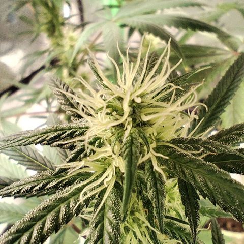 OG Kush growlog timeline photo