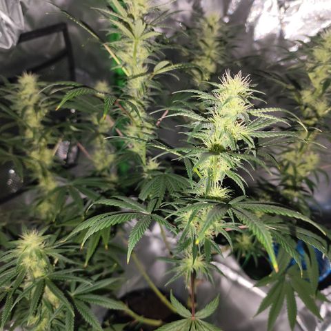 OG Kush growlog timeline photo