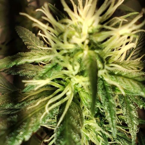 OG Kush growlog timeline photo