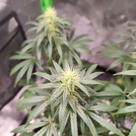OG Kush growlog timeline photo