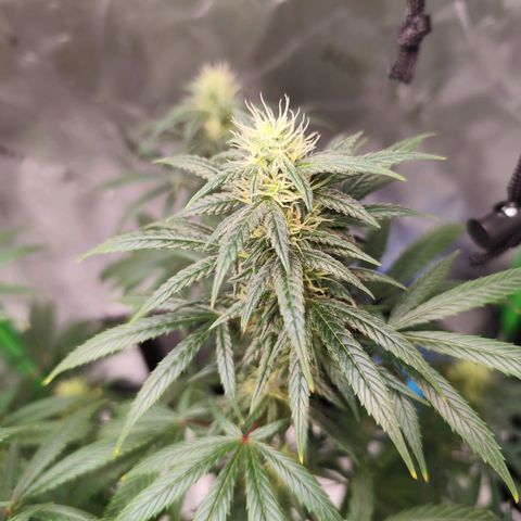 OG Kush growlog timeline photo