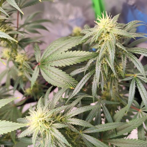 OG Kush growlog timeline photo