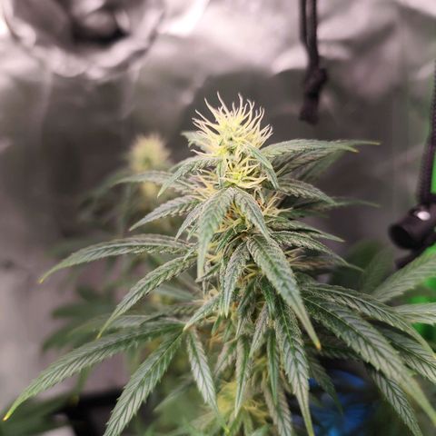 OG Kush growlog timeline photo