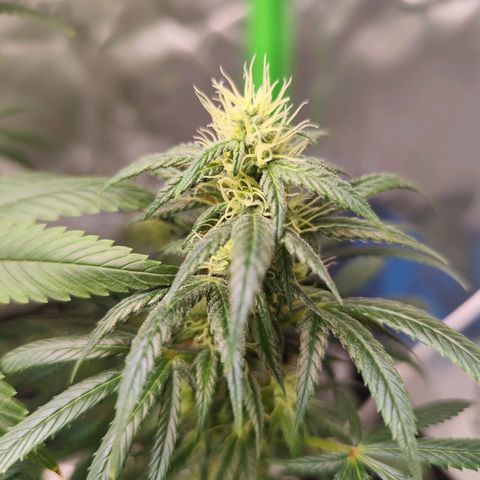 OG Kush growlog timeline photo
