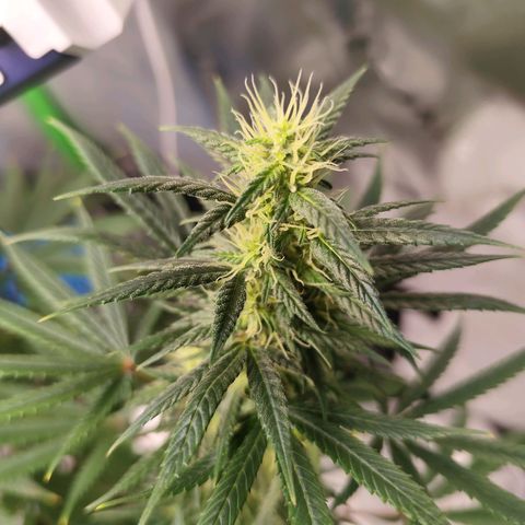 OG Kush growlog timeline photo
