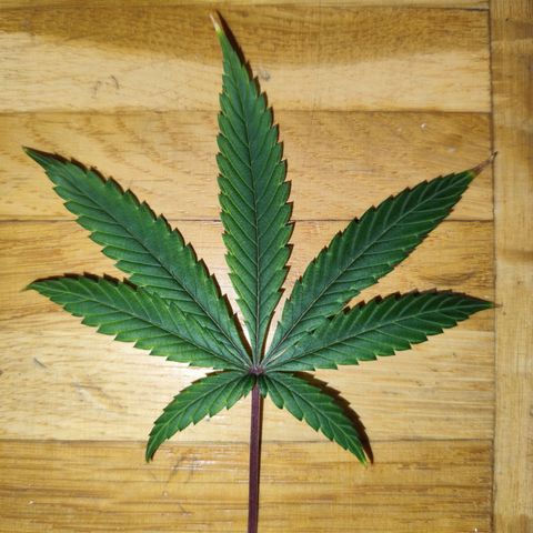 OG Kush growlog timeline photo