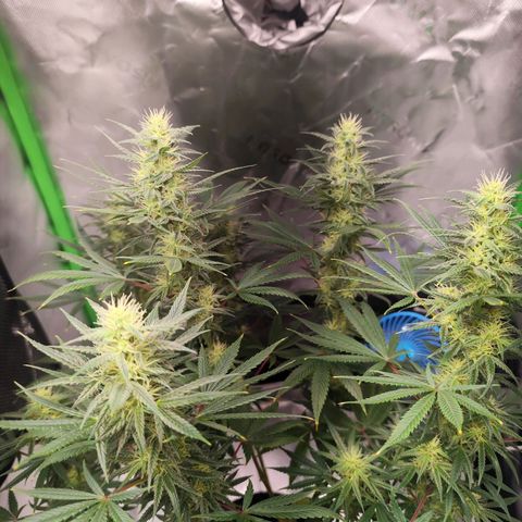OG Kush growlog timeline photo