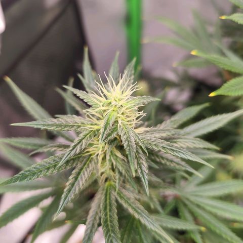 OG Kush growlog timeline photo