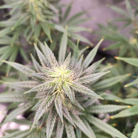 OG Kush growlog timeline photo