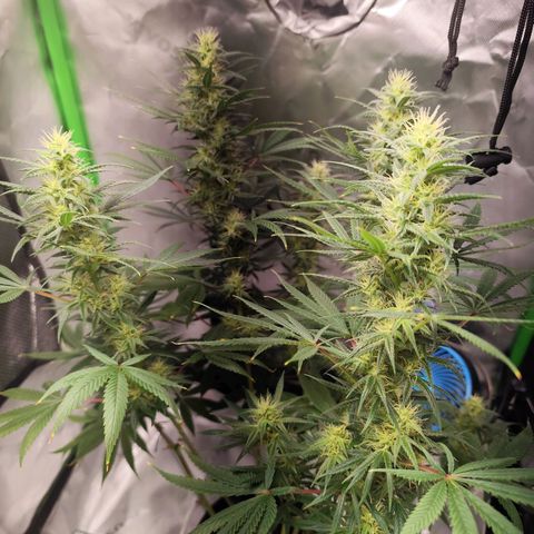 OG Kush growlog timeline photo