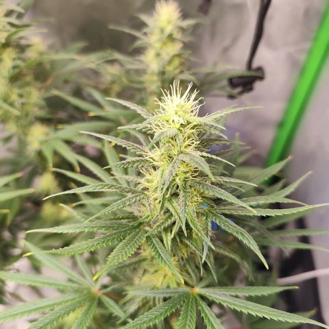 OG Kush growlog timeline photo