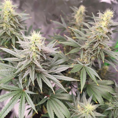 OG Kush growlog timeline photo
