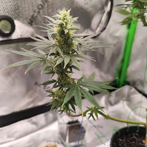 OG Kush growlog timeline photo
