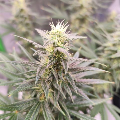 OG Kush growlog timeline photo
