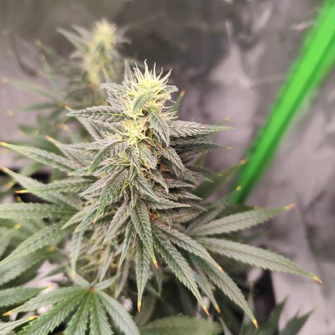 OG Kush growlog timeline photo