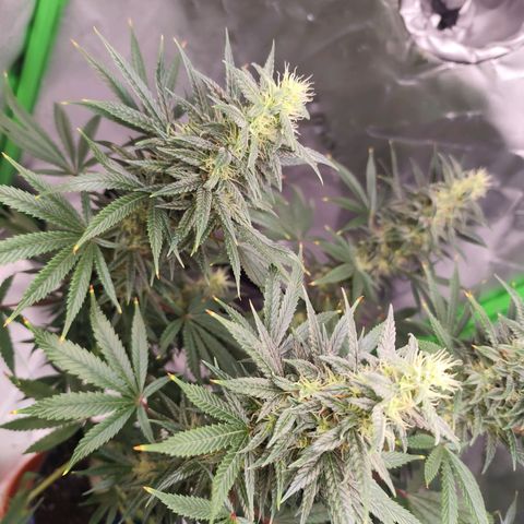 OG Kush growlog timeline photo