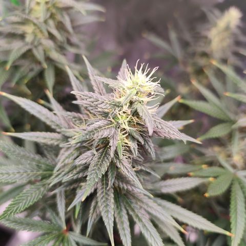 OG Kush growlog timeline photo