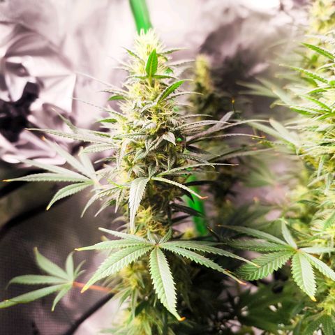 OG Kush growlog timeline photo