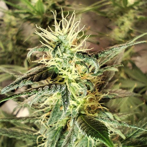 OG Kush growlog timeline photo