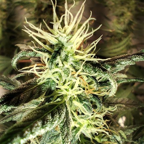 OG Kush growlog timeline photo