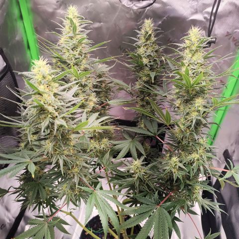 OG Kush growlog timeline photo