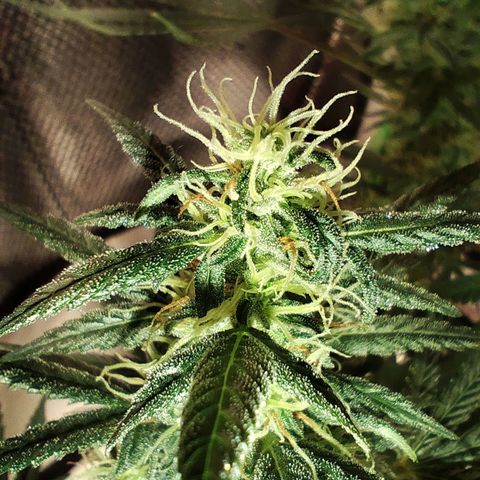 OG Kush growlog timeline photo