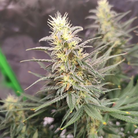 OG Kush growlog timeline photo