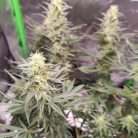 OG Kush growlog timeline photo
