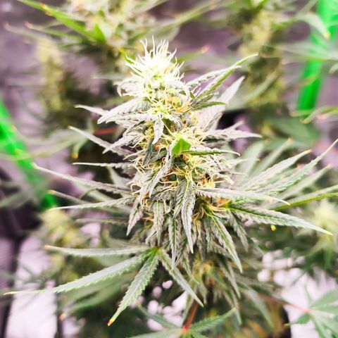 OG Kush growlog timeline photo